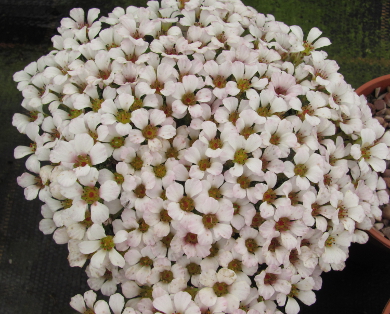 Saxifraga scardica ssp korabensis